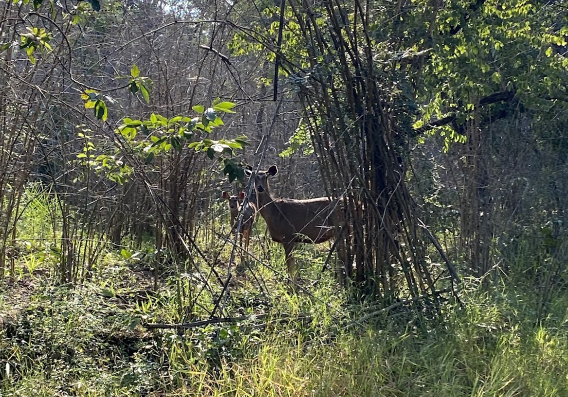 sambar