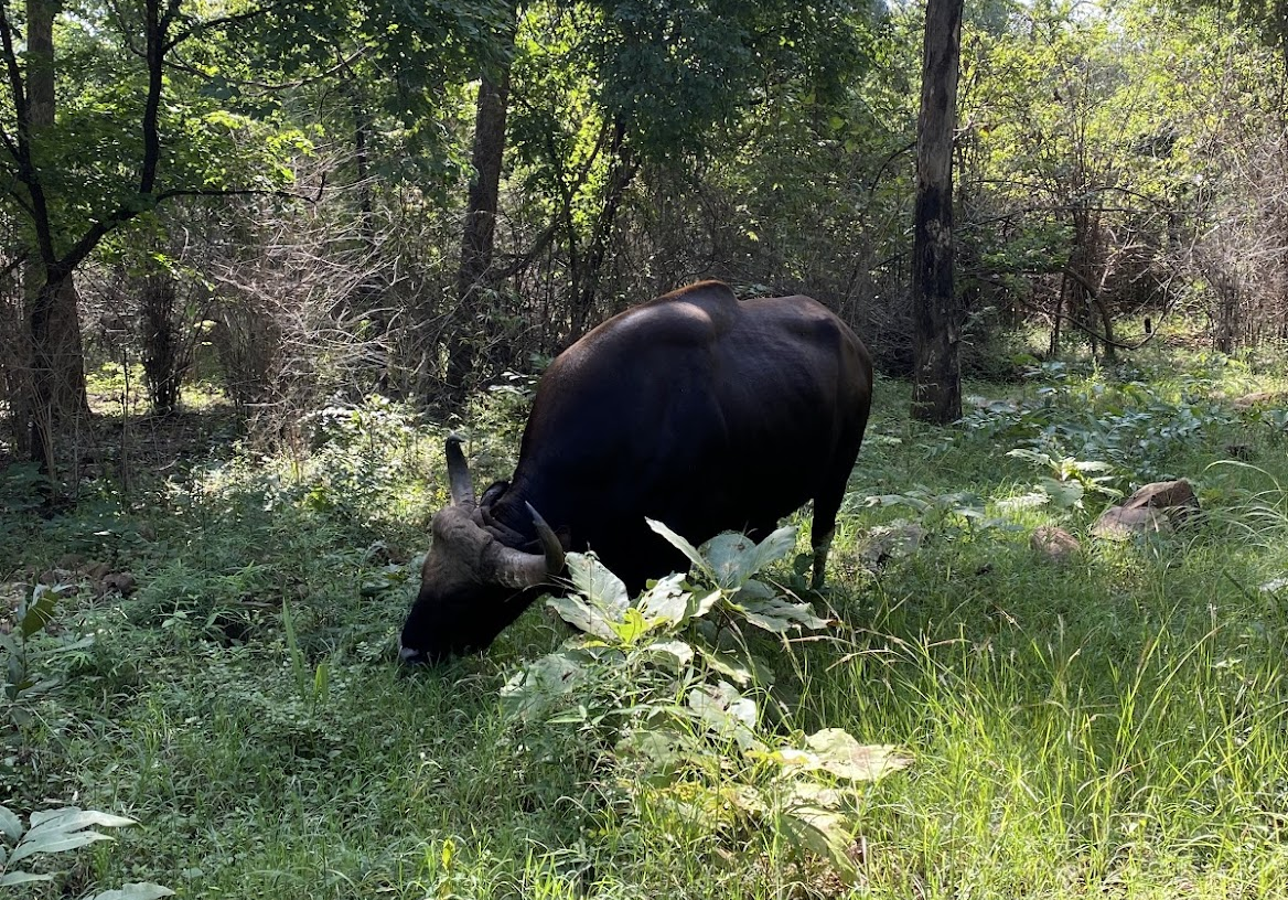 indian bison